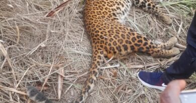 A tiger and a leopard died under suspicious circumstances in Valmikinagar VTR